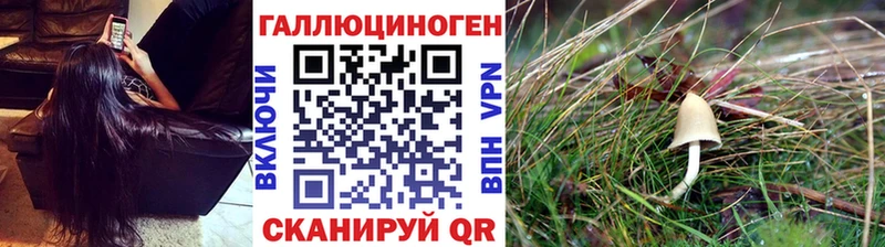 Купить закладки  Кизилюрт  Галлюциногенные грибы GOLDEN TEACHER 